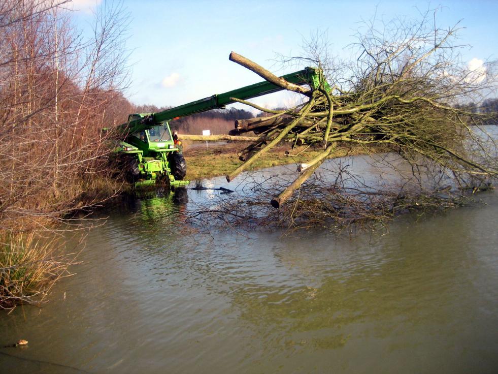 Einbringen von Totholz in den Merschsee